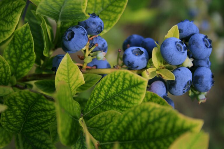 Blueberry Imports