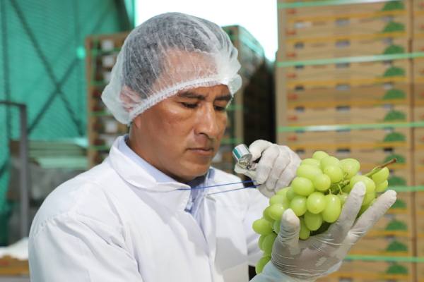 Peruvian table grapes