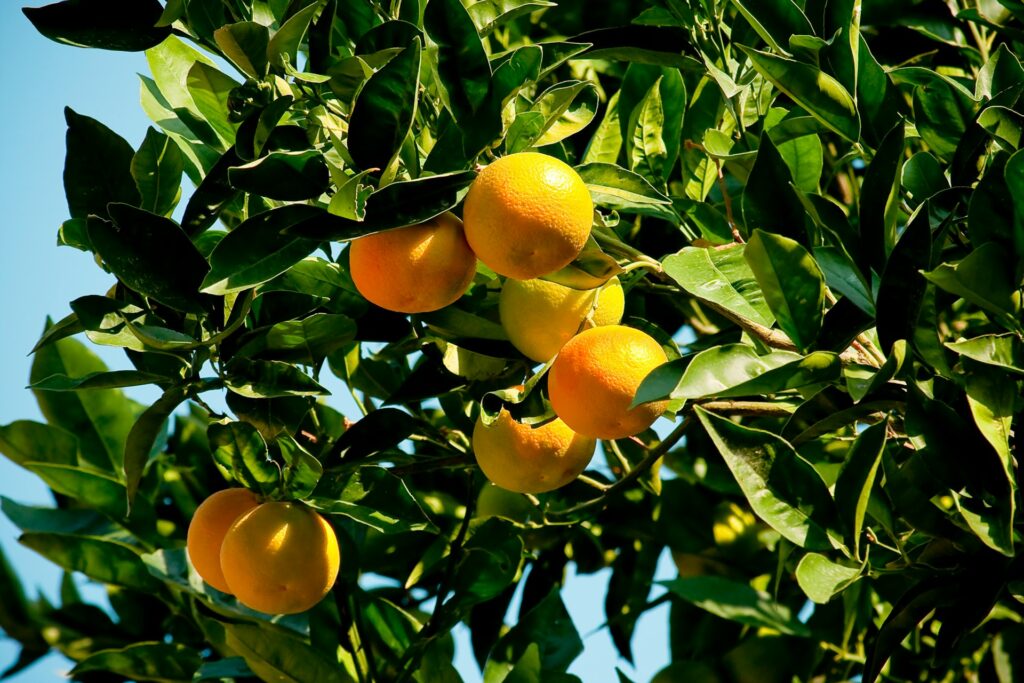 A vaccine for trees: The new virus-powered weapon joining the fight against HLB
