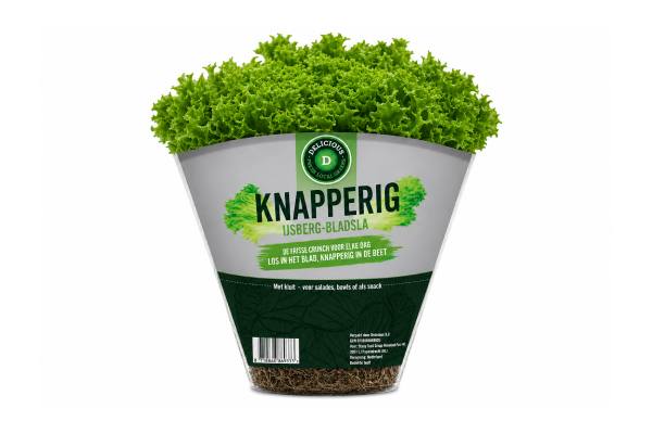 staay food group lettuce
