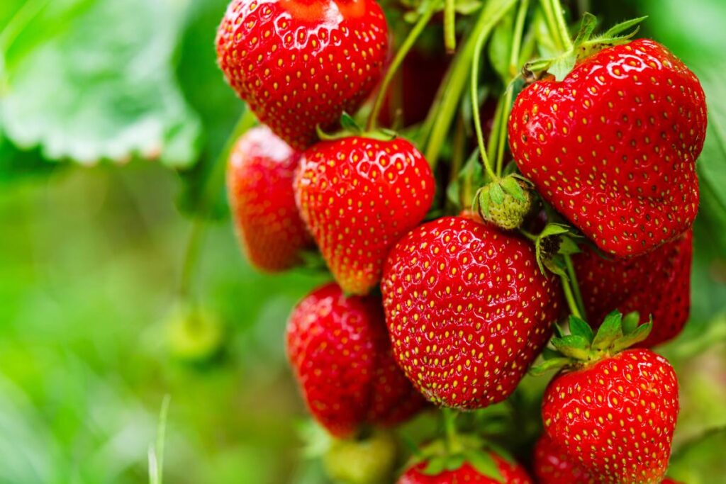 California strawberry production holds steady despite weather shifts