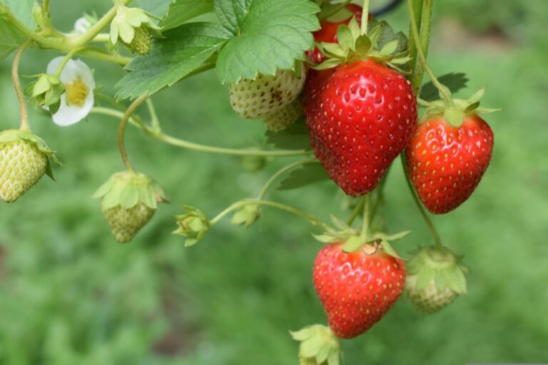 Peruvian strawberries