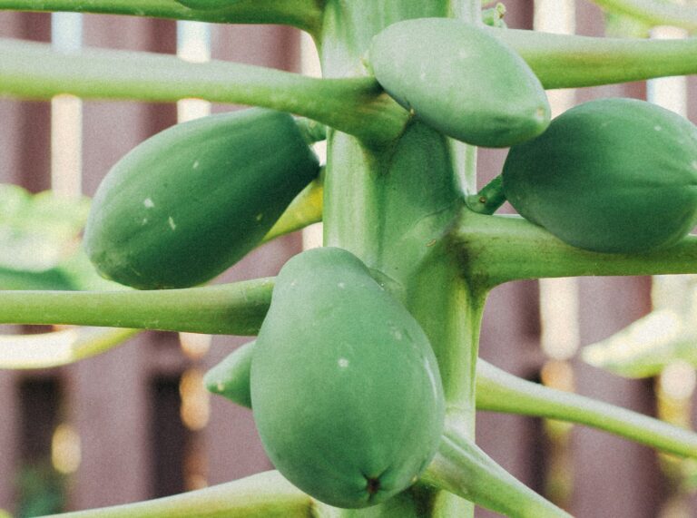 Hawaiian papaya