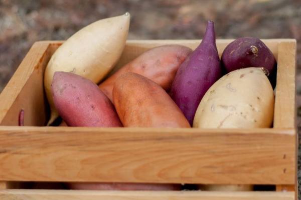 Sweetpotato