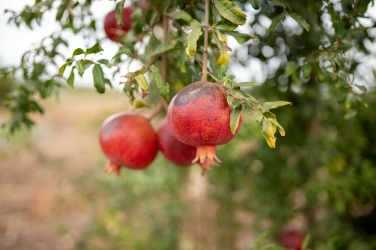 Peruvian pomegranate
