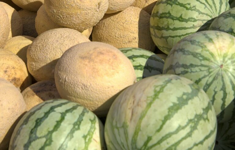 US melon season