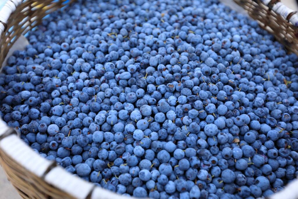 South African blueberries show resilience amid localized weather disruptions