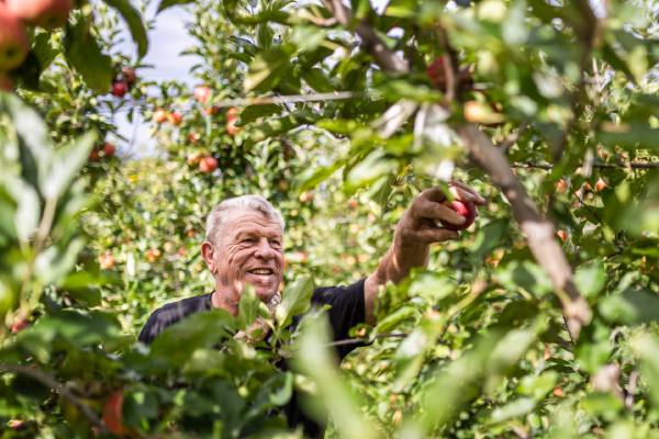 VOG apple tree