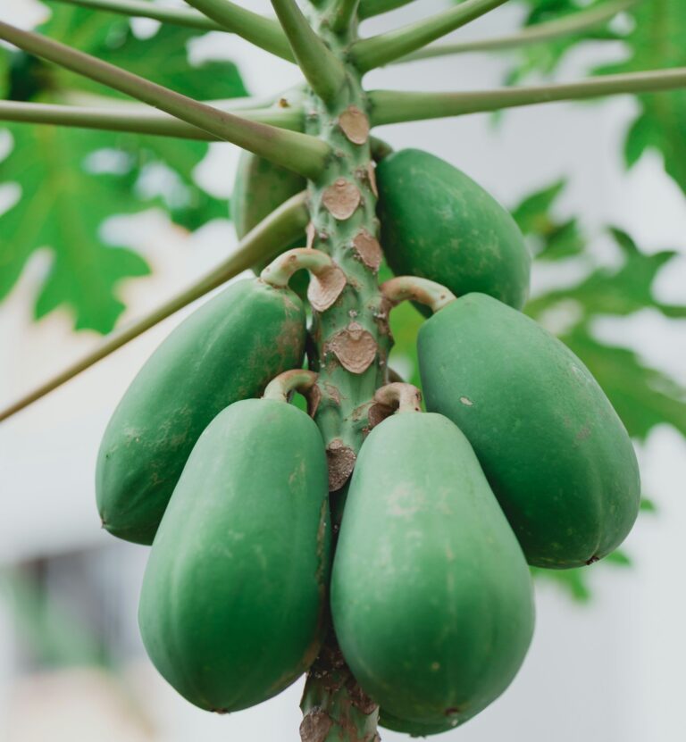 Hawaiian papaya