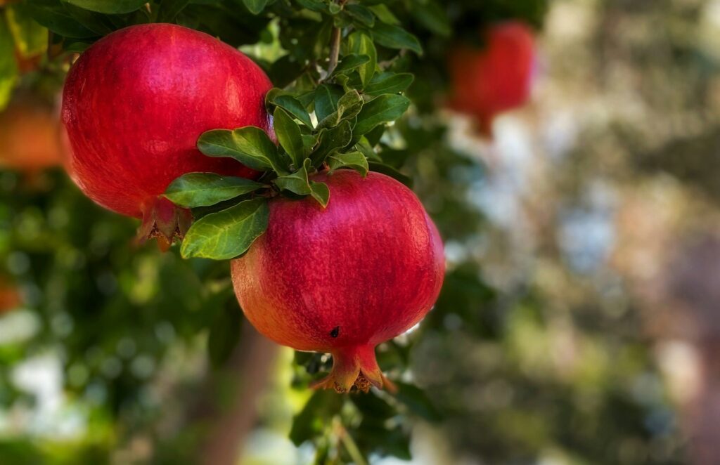 El Niño might cut Peruvian pomegranate yields by 30 percent