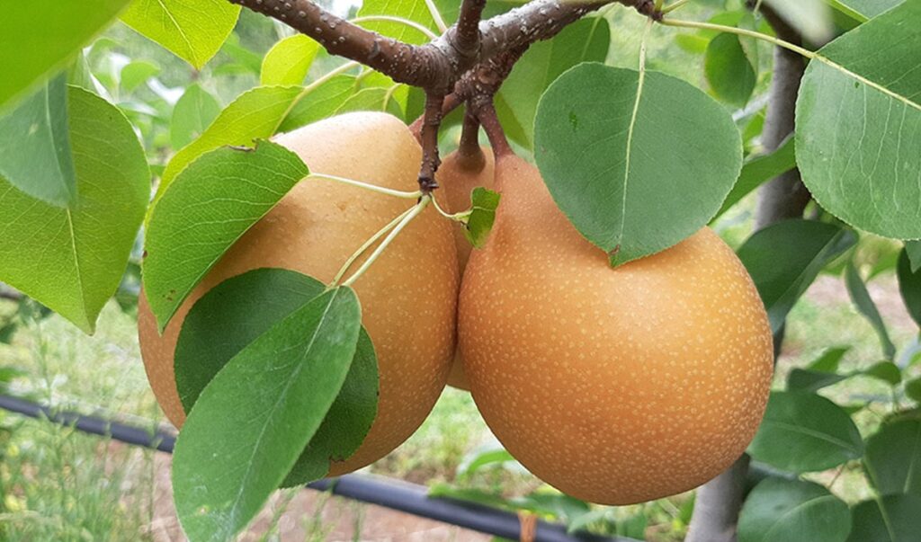 New Brazilian pear scores higher yields, longer shelf life, and improved pest resilience
