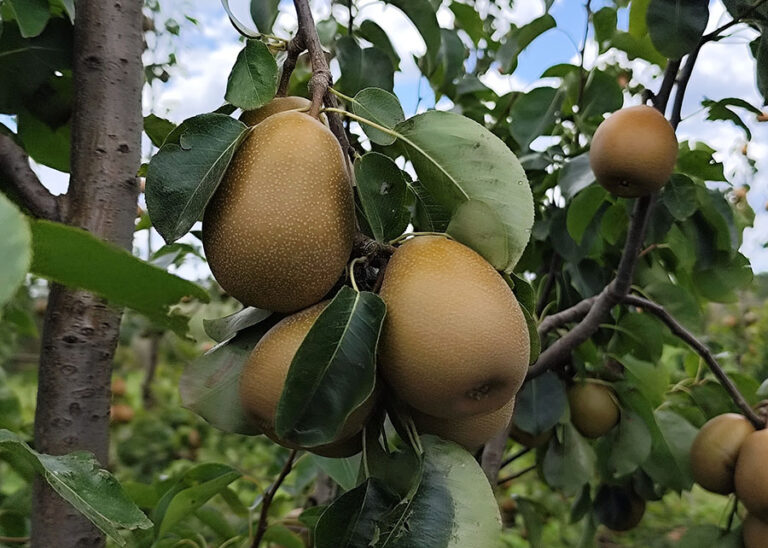 BRS Áurea pears on tree