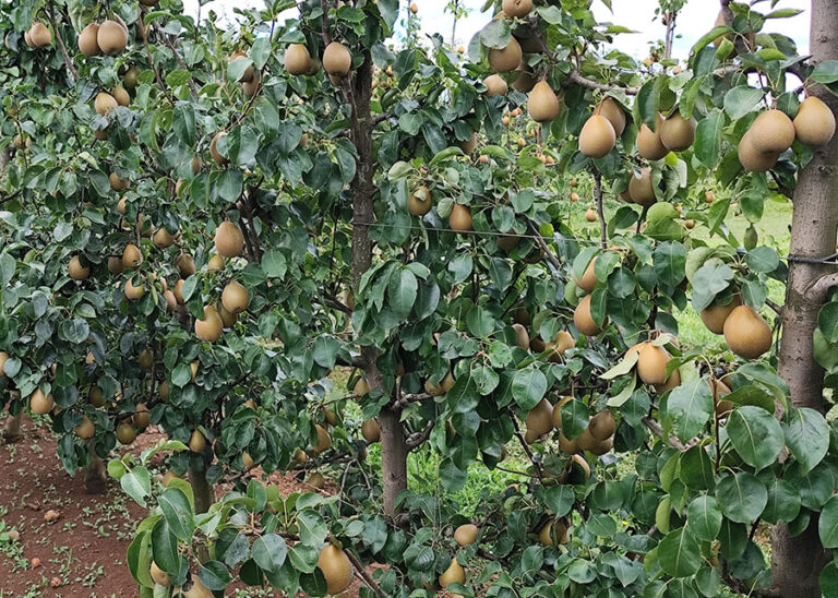 BRS Áurea trees