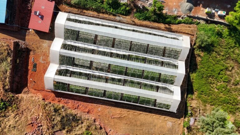 Indian hydroponic trial