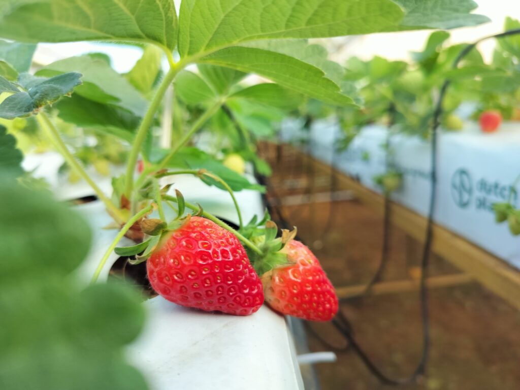 India puts 19 strawberry varieties to the test in hydroponic trial