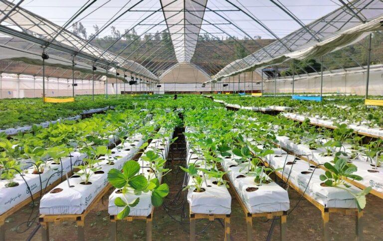 Indian hydroponic trial