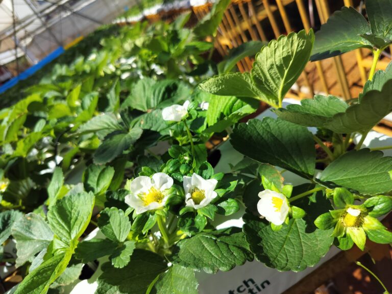Indian hydroponic trial