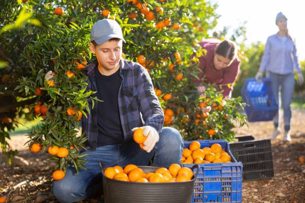 potentially australian citrus workers