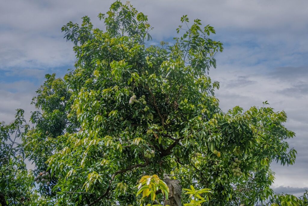Mexican mango output faces sharp decline amid weather extremes