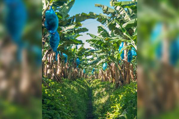 Fyffes regenerative agriculture