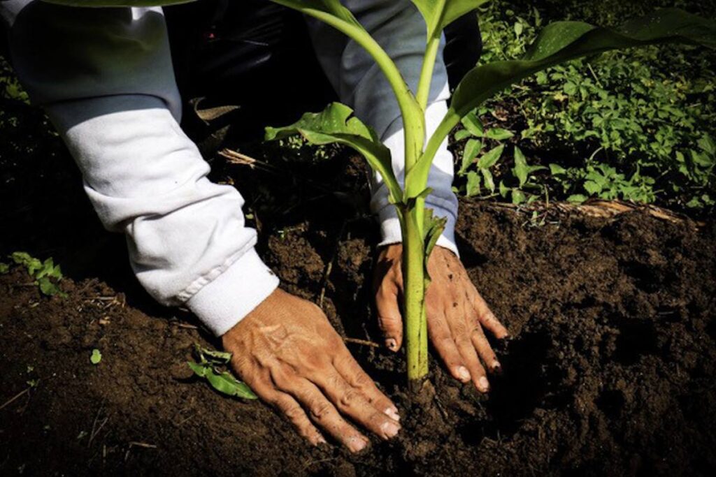 Fyffes set to expand regenerative agricultural practices across over 32,000 acres by 2030