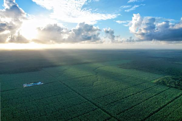 Fyffes regenerative agriculture