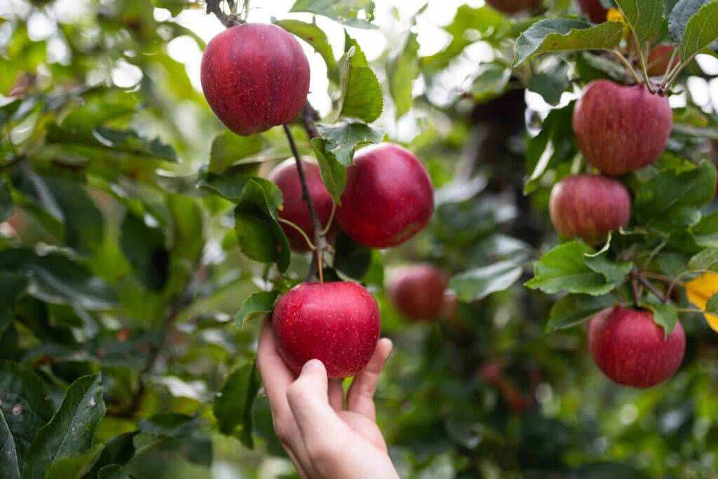 European Organic Day: The VOG organic team for the new season 