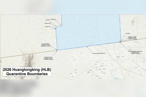 HLB infected area in California