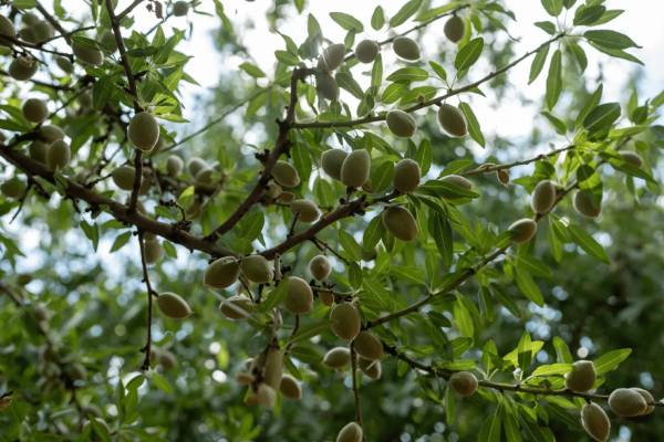 Potentially Australian almonds