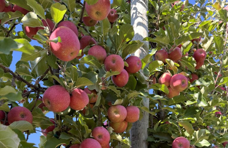 US apples