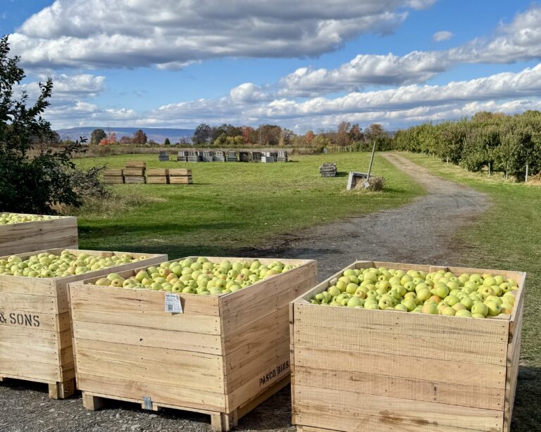 US apples
