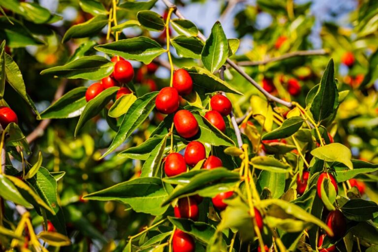 Jujube on trees