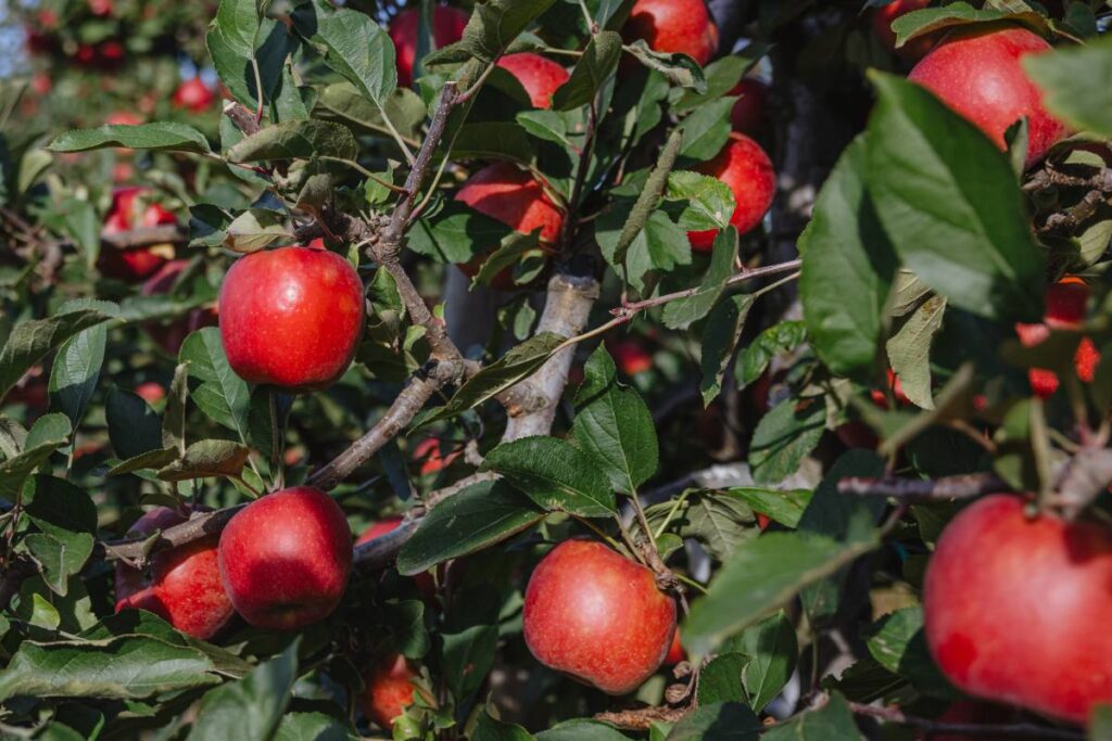 T&G’s new JOLI apples to make global debut in Vietnam 