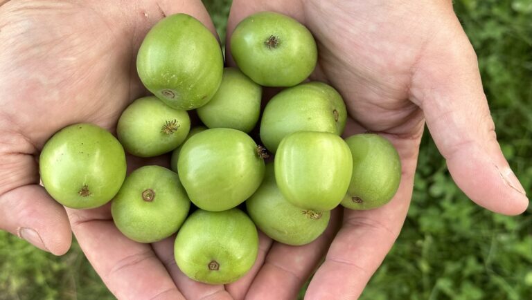 Little Pranksters kiwi berries