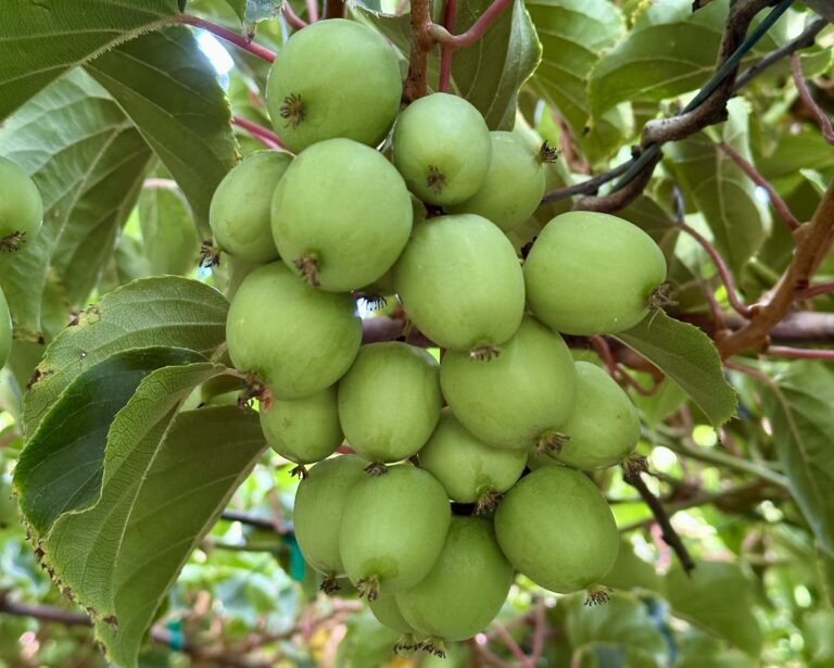 Little Pranksters kiwi berries