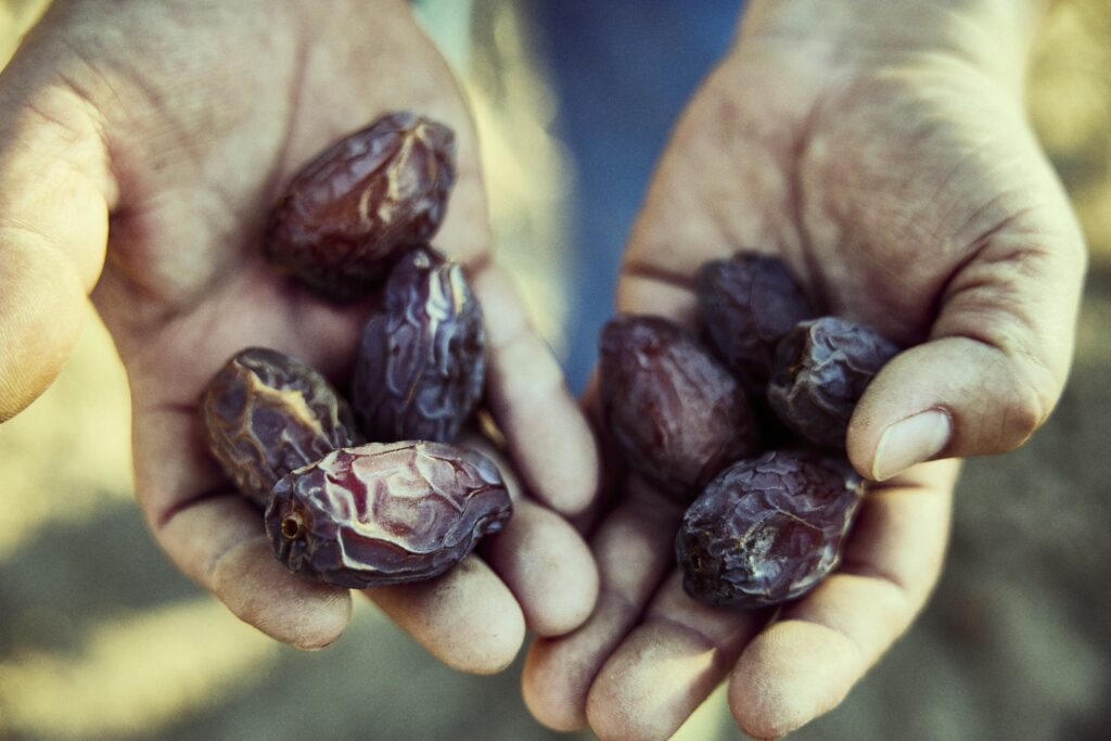 Natural Delights boosts date production with weather-powered crop gains