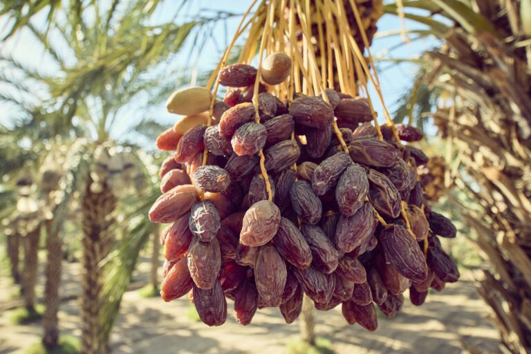 dates on tree