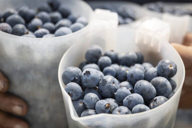 Ozblu blueberries