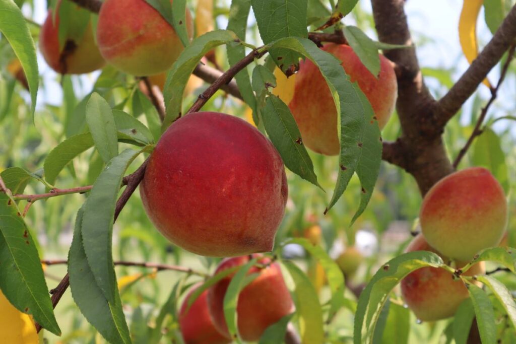 Colorado bill set to protect state-grown produce 