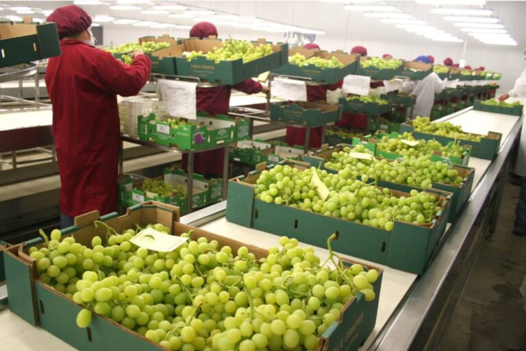 Peruvian table grapes exports