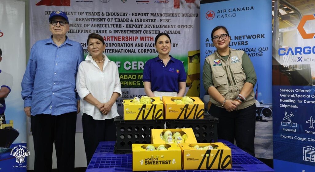 Philippine Carabao mango makes Canada debut