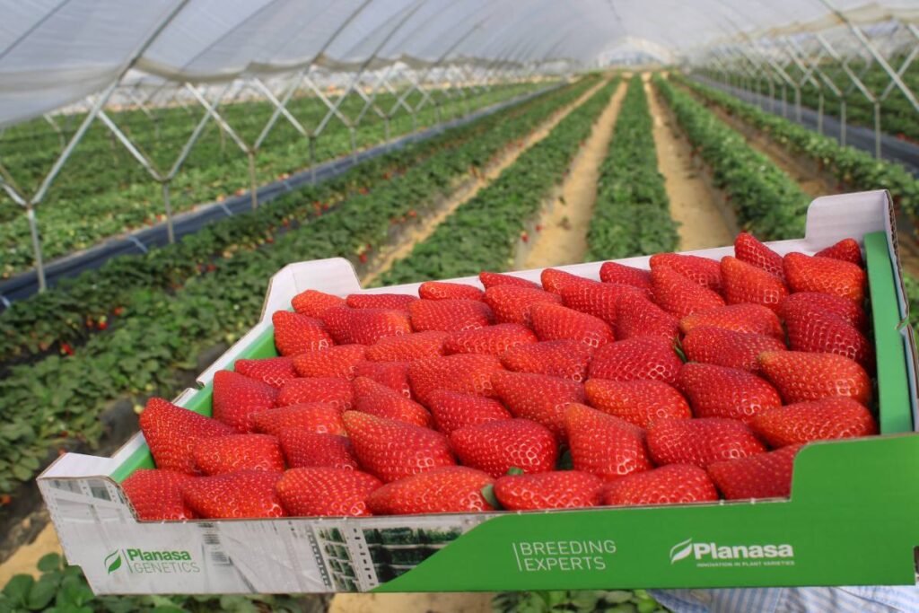 Planasa brings its global berry offering and latest advances in genetics to Fruit Attraction