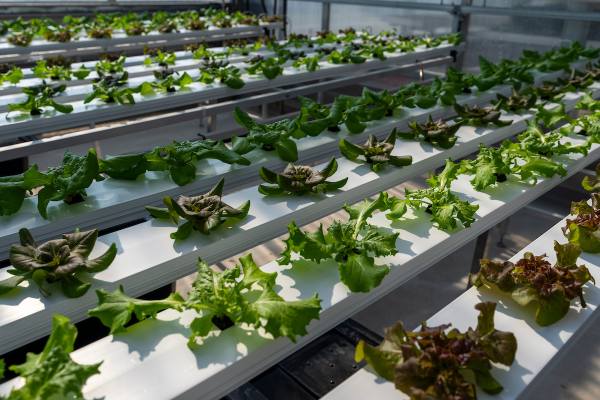 Texas A&M lab where grapes are studied