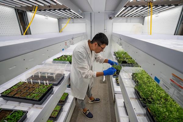 Texas A&M lab where grapes are studied