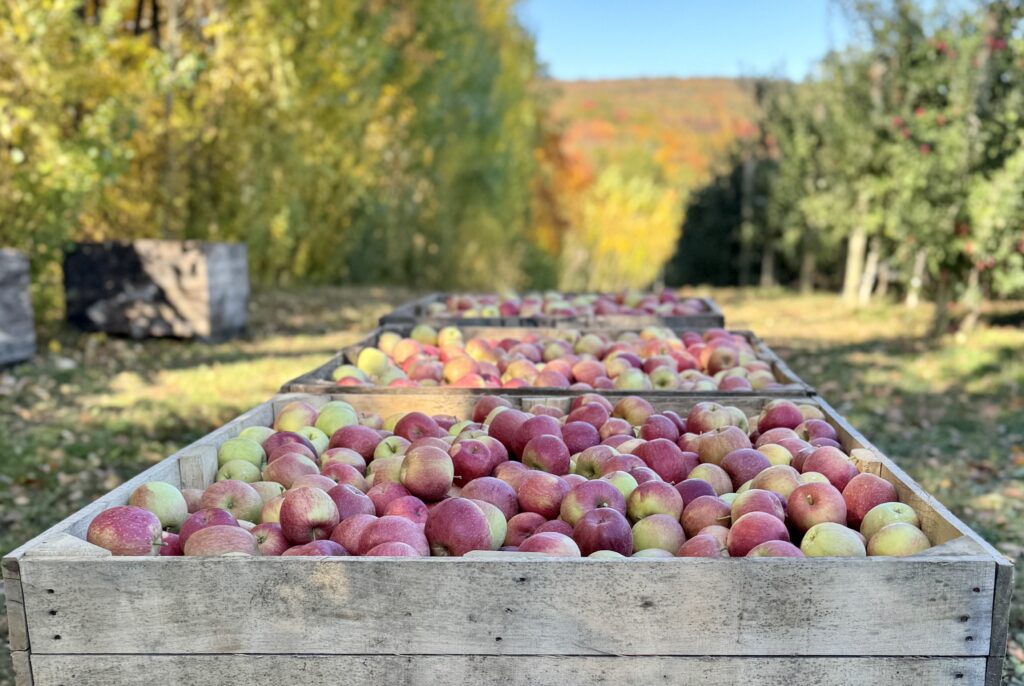 US apple industry rallies for legislative relief as labor costs reach critical levels