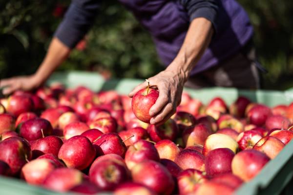 VOG organic apples