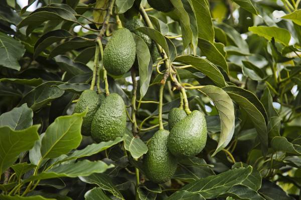 Westfalia Fruit