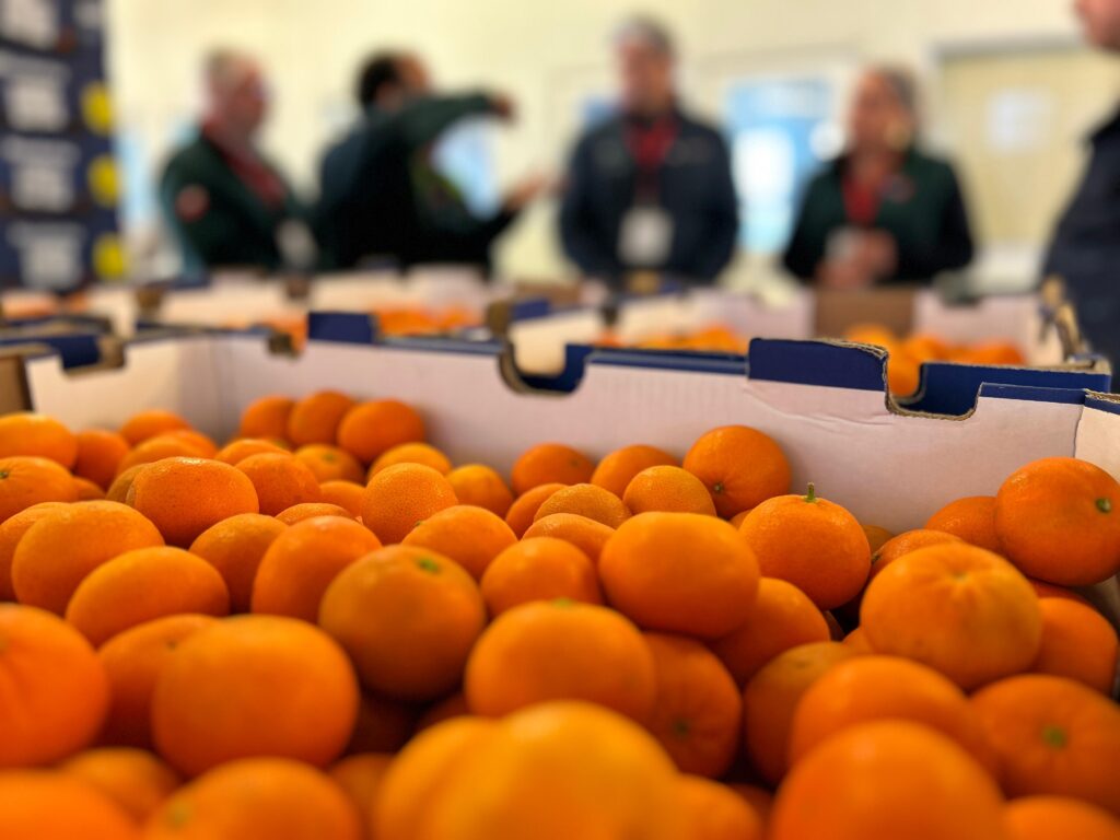 Chilean inspection station sets record with 14.4M boxes of US-bound fresh produce