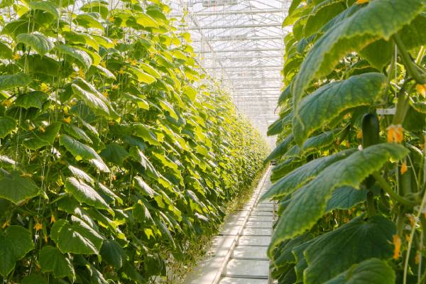 Windset Farms Greenhouse