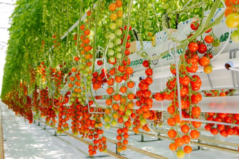 Windset Farms' tomatoes